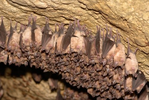 animais mais dorminhocos: morcego-marrom