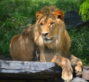 Quais animais não podem ser tidos como animais de estimação?
