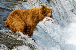 5 animais que vivem no Alasca
