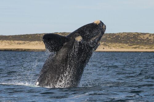 animais da Patagônia: baleia franca