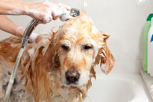 Labrador tomando banho
