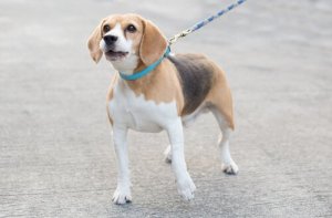 Os cães que mais latem