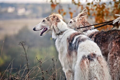 Cães da raça Borzoi