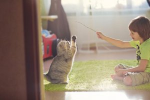 Dicas para brincar com seu gato