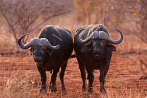 O búfalo, beleza e poder em partes iguais