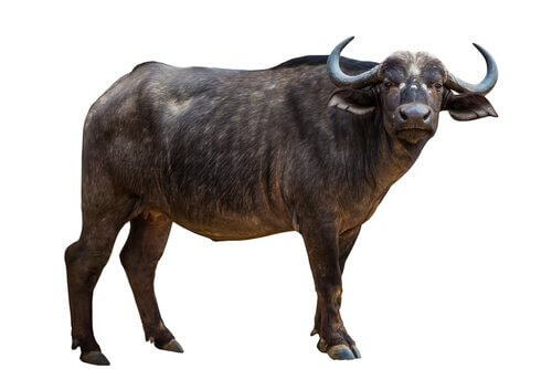 búfalo