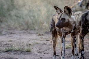 A fauna da África do Sul