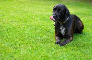 Por que meu cachorro lambe o chão?