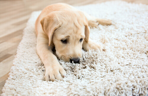 Cachorro farejando o tapete