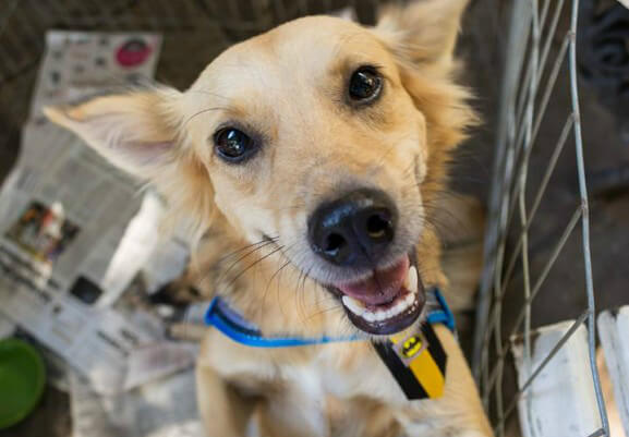 Cachorro no Abrigo do Sr. Alberto