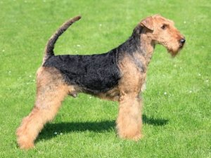 As melhores raças de cães para canicross