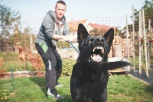 Cães percebem o medo, isso é verdade?