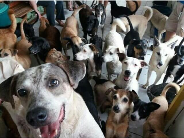 Cães do Abrigo do Sr. Alberto