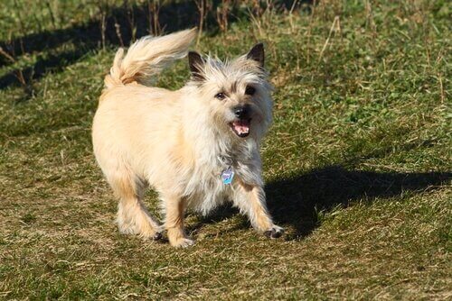 Cairn terrier