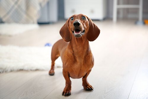 cão Salchicha