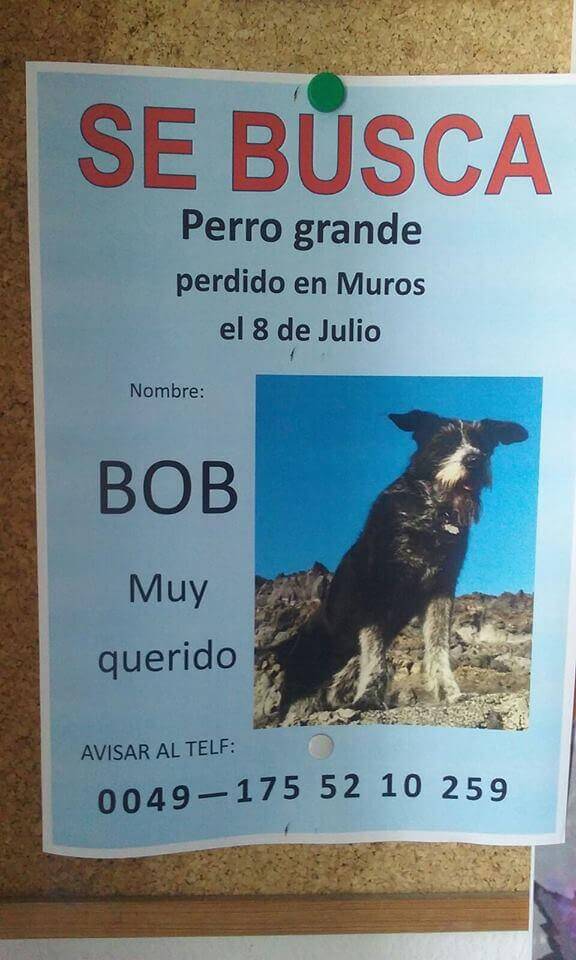 Cartaz para encontrar Bob