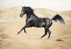 Como é a fauna na península arábica?