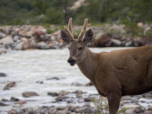 5 animais da Patagônia