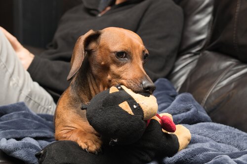 cão ciumento com brinquedo