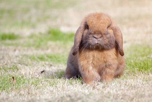 coelho anão holland lop
