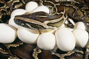 Algumas cobras são boas mães