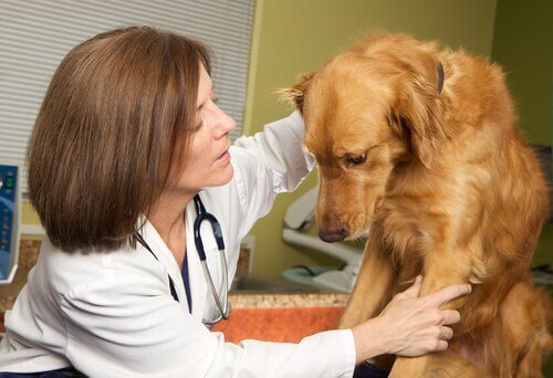 Cão e veterinário