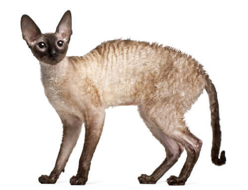 gato Cornish rex