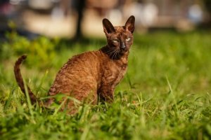 Cornish rex, um gato de pelos ondulados