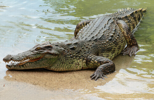 crocodilo do nilo