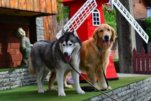 husky siberiano e golden retriever