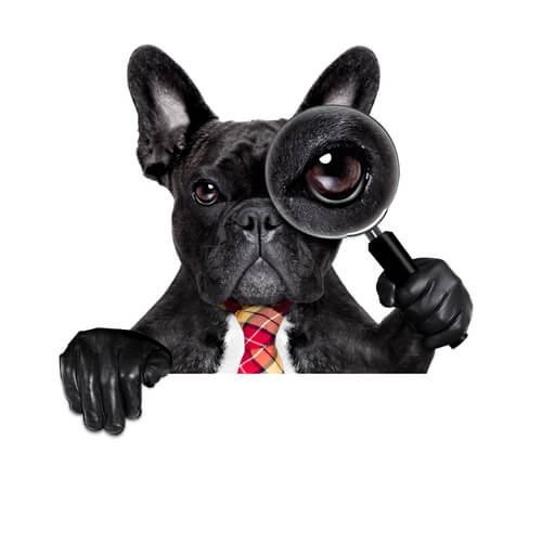 Curiosidades científicas sobre os cães