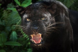 Curiosidades sobre a Pantera Negra
