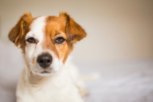 Cães são ciumentos?