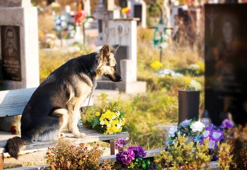 cão em túmulo do dono