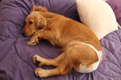Fraldas para cães: quando usar