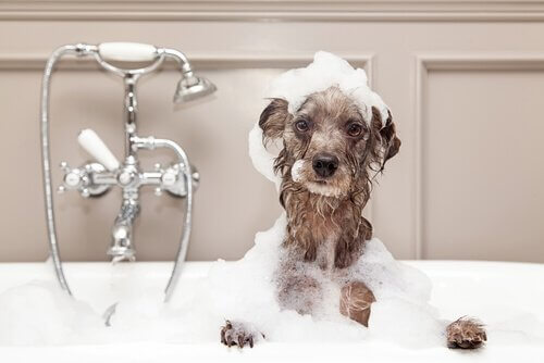 Como dar banho em um cão no inverno