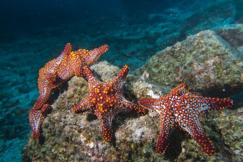 As características da estrela-do-mar