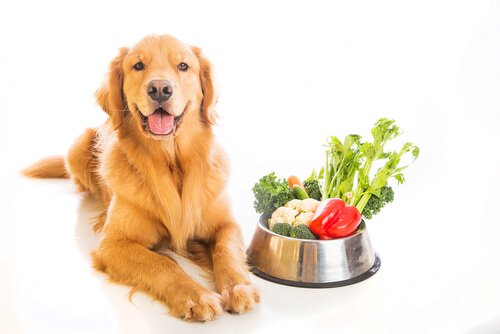 Vegetais para cachorros
