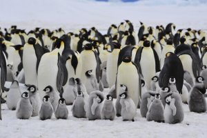 Documentários sobre animais que você não pode perder