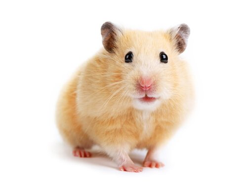 O que provoca estresse em hamsters?