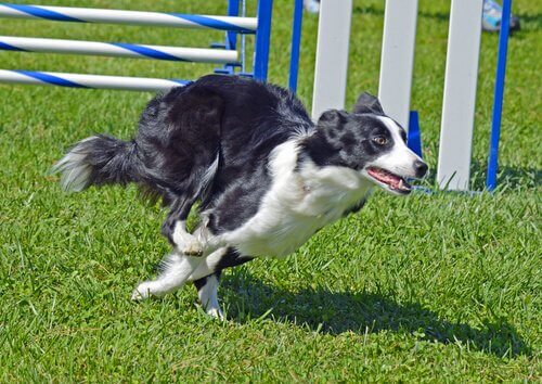 Border collie correndo
