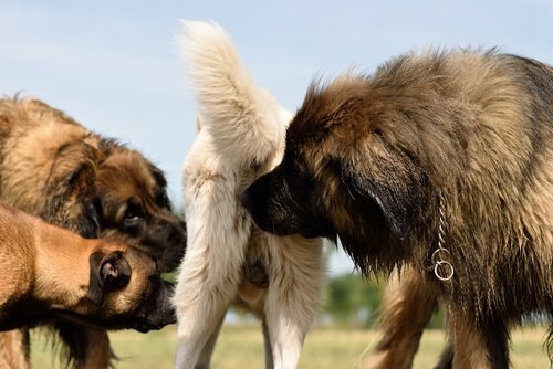 Cachorros farejando feromônios