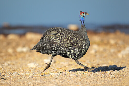 fauna da África do Sul: galinha d'angola