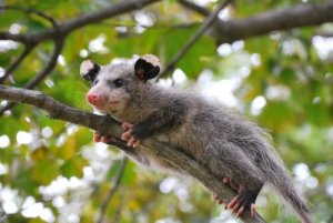 Os gambás podem ser animais de estimação