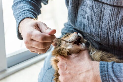 azeite para os gatos