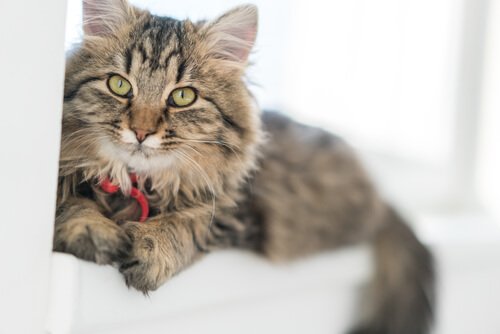 Gato alemão de pelos longos