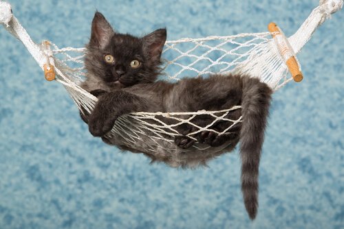 filhote de gato LaPerm deitado numa rede