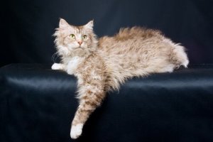 LaPerm, um gatinho de pelos encaracolados