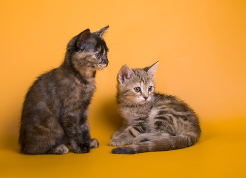 filhotes de Mist australiano