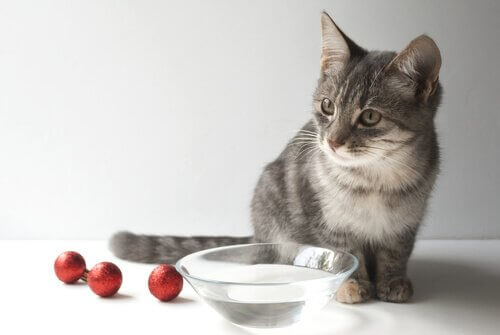 Filhote de gato diante de vasilha com água